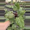 plant/Philodendron white knight marble 4” pot specific plant-1-thumbnail