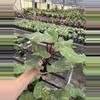 plant/Philodendron white knight marble 4” pot specific plant-5-thumbnail