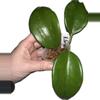 plant/Hoya  Surigaoensis—Free Shipping-2-thumbnail