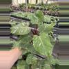 plant/Philodendron white knight marble 4” pot specific plant-3-thumbnail