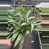 plant/Aglaonema cutlass 6” pot growers choice-2-thumbnail