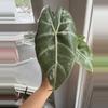 plant/Alocasia Pink Dragon Albo Corms-2-thumbnail