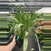 plant/Aglaonema cutlass 6” pot growers choice-4-thumbnail