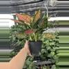 plant/Aglaonema wishes 6” pot growers choice-6-thumbnail