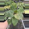 plant/Philodendron white knight marble 4” pot specific plant-0-thumbnail