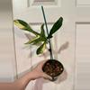 plant/Philodendron Florida Beauty-0-thumbnail