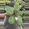 plant/Philodendron white knight marble 4” pot specific plant-1-thumbnail