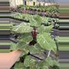 plant/Philodendron white knight marble 4” pot specific plant-4-thumbnail