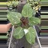 plant/Philodendron white knight marble 4” pot specific plant-3-thumbnail