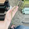 plant/Rhipsalis Pacheco Leonis ssp. Catenulata cutting-0-thumbnail
