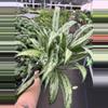 plant/Aglaonema cutlass 6” pot growers choice-1-thumbnail