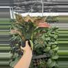 plant/Aglaonema wishes 6” pot growers choice-5-thumbnail