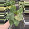 plant/Philodendron white knight marble 4” pot specific plant-2-thumbnail