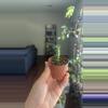 plant/Eve’s Needle Cacti-0-thumbnail