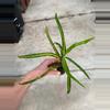 plant/Croton zanzibar starter plant growers choice-1-thumbnail