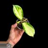 plant/H. Diversifolia ‘Maharani’-0-thumbnail