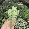 plant/Pearly white fern starter plant growers choice-1-thumbnail