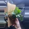 plant/Platycerium wandae Dwarf-2-thumbnail