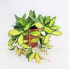 plant/Variegated hoya ds-70 starter plant growers choice-0-thumbnail