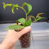 free_shipping/Black Pagoda Lipstick Plant-ADD ON-1-thumbnail
