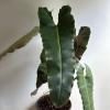 plant/Philodendron Black billietiae Billietiae x Atabapoense 6" pot-0-thumbnail
