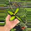 plant/Variegated hoya ds-70 starter plant growers choice-1-thumbnail