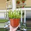 plant/6” Rhipsalis Boliviana (lover’s choice)-0-thumbnail