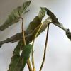 plant/Philodendron Black billietiae Billietiae x Atabapoense 6" pot-2-thumbnail