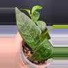 free_shipping/Black Pagoda Lipstick Plant-ADD ON-3-thumbnail