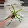 plant/Croton zanzibar starter plant growers choice-2-thumbnail