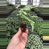 plant/Pearly white fern starter plant growers choice-2-thumbnail