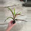 plant/Croton zanzibar starter plant growers choice-4-thumbnail