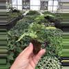plant/Pearly white fern starter plant growers choice-3-thumbnail