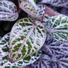 plant/Pink piper crocatum starter plant growers choice-0-thumbnail