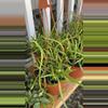 plant/6” Rhipsalis Boliviana (lover’s choice)-2-thumbnail