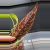 free_shipping/Black Pagoda Lipstick Plant-ADD ON-4-thumbnail