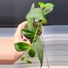 free_shipping/Black Pagoda Lipstick Plant-ADD ON-0-thumbnail