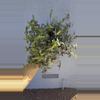 plant/6” Tradescantia Tahitian ‘Bridal Veil’-3-thumbnail