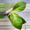 free_shipping/Black Pagoda Lipstick Plant-ADD ON-7-thumbnail