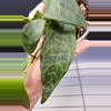 free_shipping/Black Pagoda Lipstick Plant-ADD ON-5-thumbnail