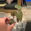 plant/Pink piper crocatum starter plant growers choice-1-thumbnail