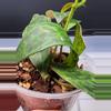 free_shipping/Black Pagoda Lipstick Plant-ADD ON-6-thumbnail