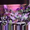 plant/Mystery hoya cuttings bundle 3x-3-thumbnail