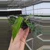 plant/Philodendron patriciae starter plant growers choice-1-thumbnail