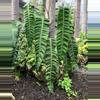 plant/Philodendron patriciae starter plant growers choice-0-thumbnail