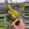 plant/Banana croton starter plant growers choice-0-thumbnail