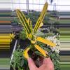 plant/Banana croton starter plant growers choice-2-thumbnail