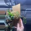 plant/Platycerium wandae Dwarf-1-thumbnail