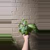 plant/Silver Band Prayer Plant-2-thumbnail