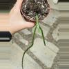 plant/Rhipsalis Pacheco Leonis ssp. Catenulata 30”-0-thumbnail